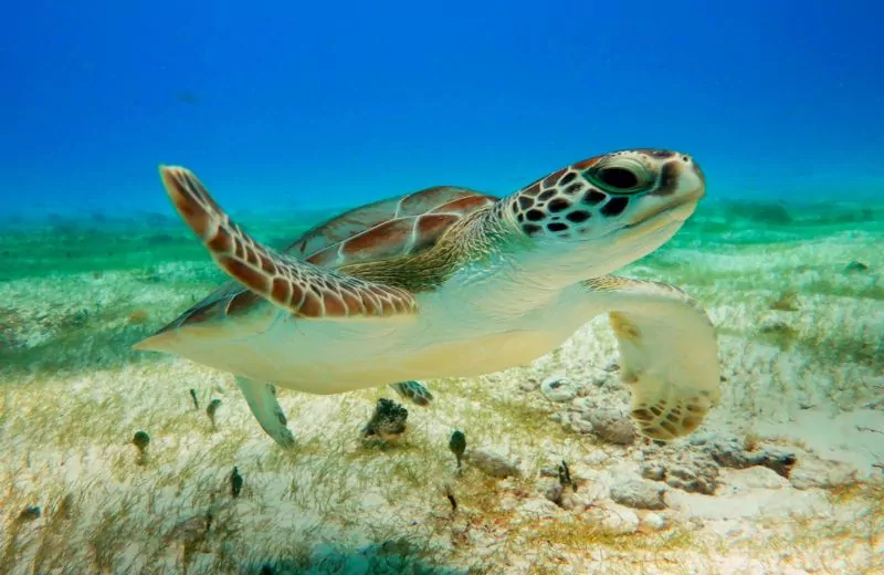 Turtle in the ocean image.