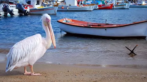Pelican by the harbor image