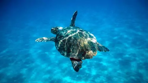 Turtle in water image