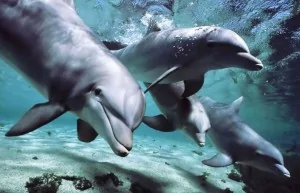 School of dolphins image.