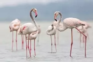 Ping flamingos image.