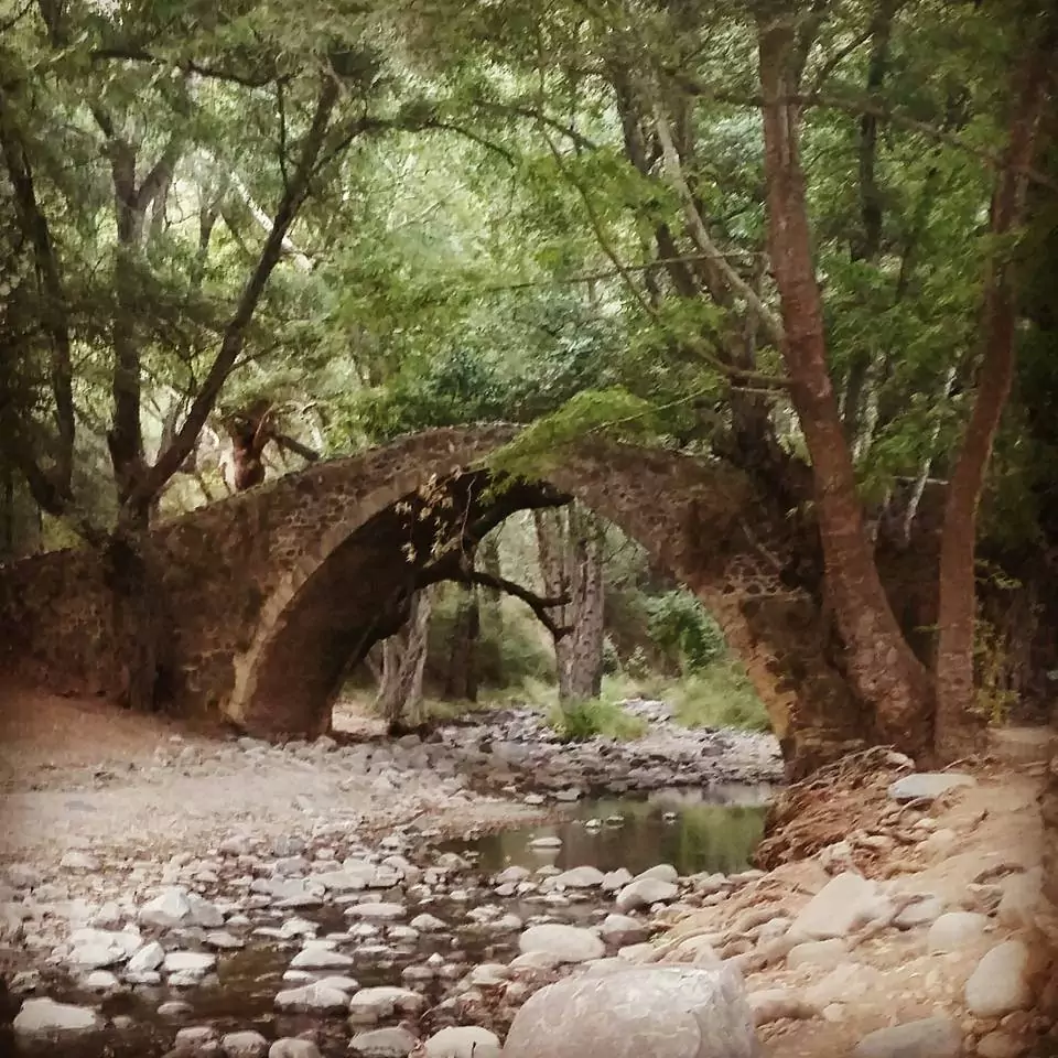 Bridge in forest image.