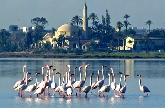 Flamingos in a salt lake image.